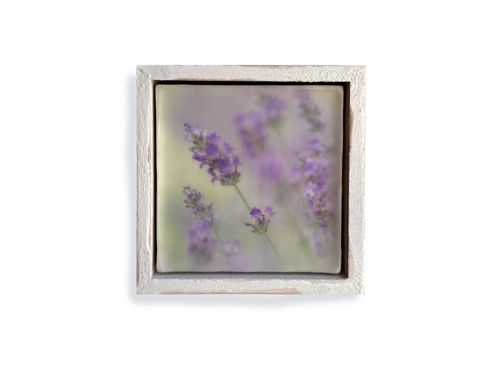 Lavender mini by Randy Lee